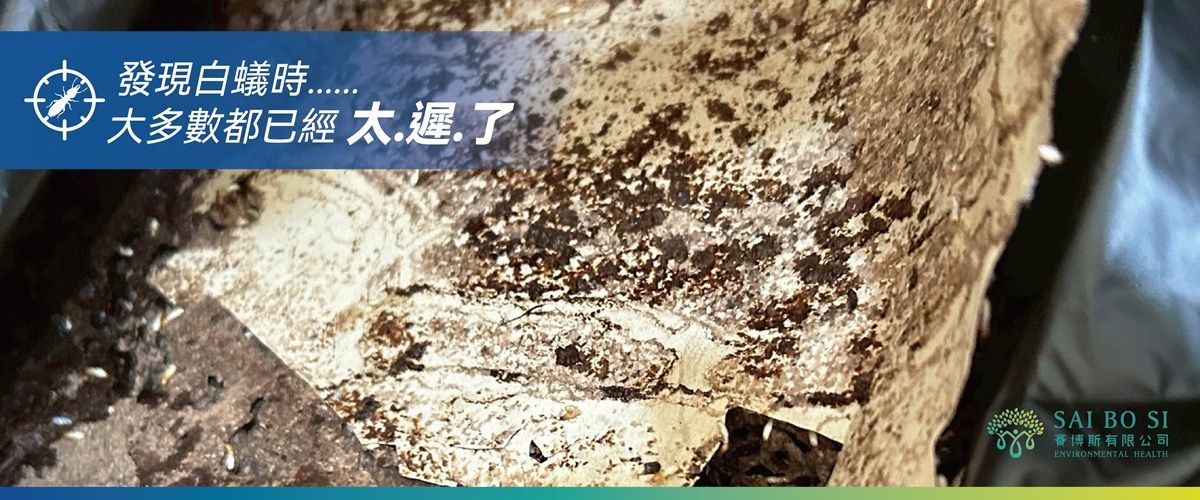 白蟻警訊情境圖