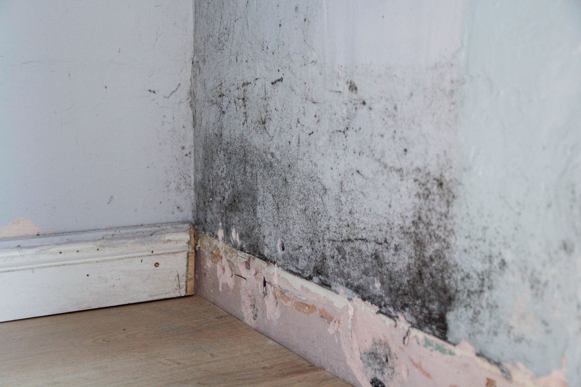 Moldy wall corner with black and dark gray discoloration.