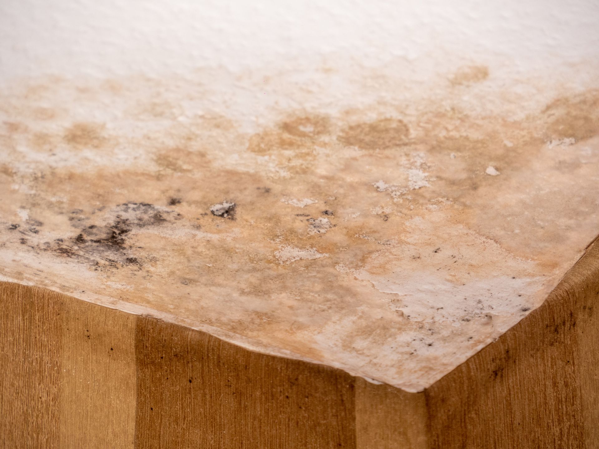 Mold and water damage on a white ceiling and corner, contrasted by brown wallpaper.
