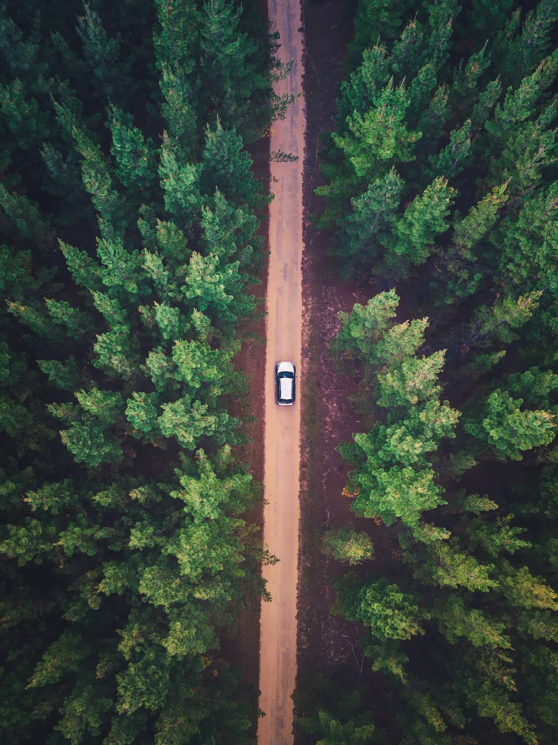 An aerial view of a car driving down a dirt road through a forest.