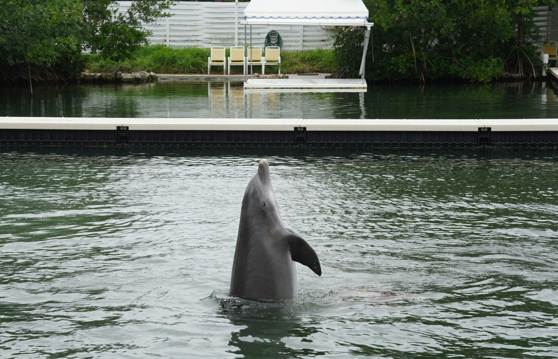 a Dolphin with its head out of the water