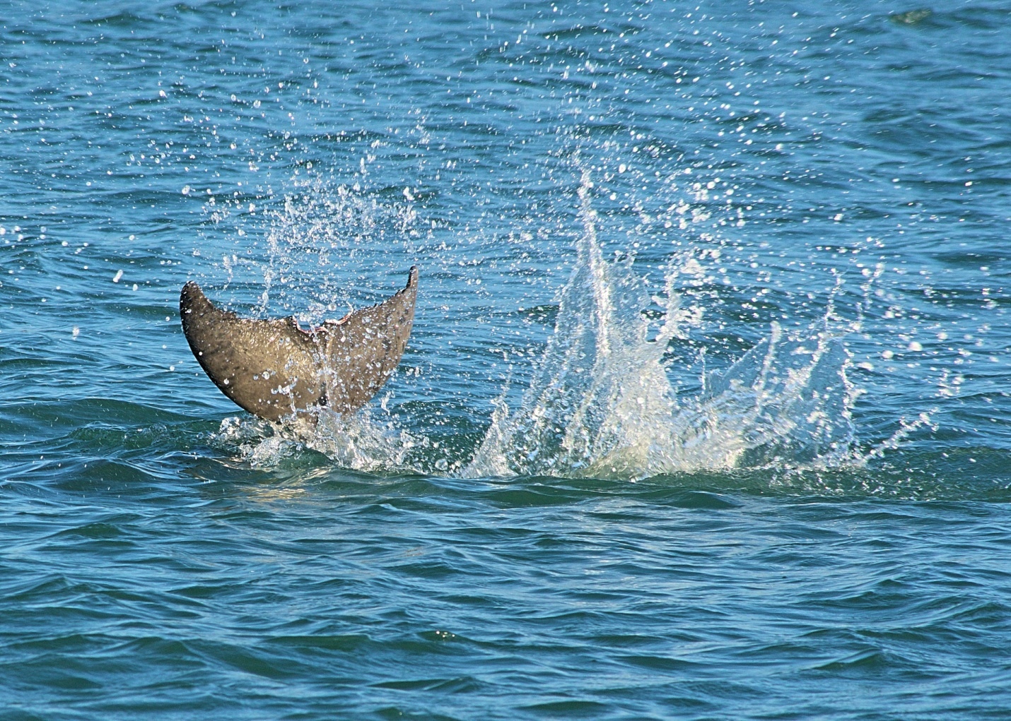 a Dolphin’s tail peeking out of the water surface