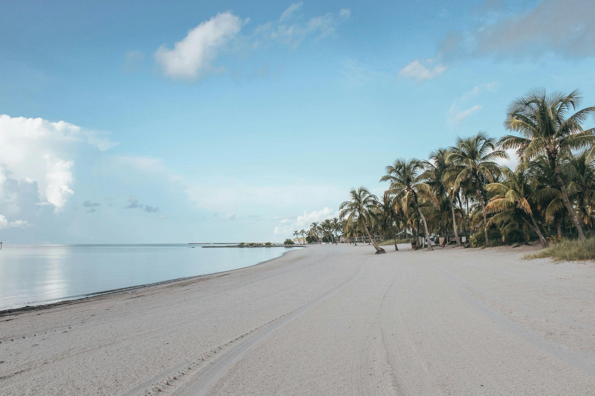 view of a beach with palm trees and blue water