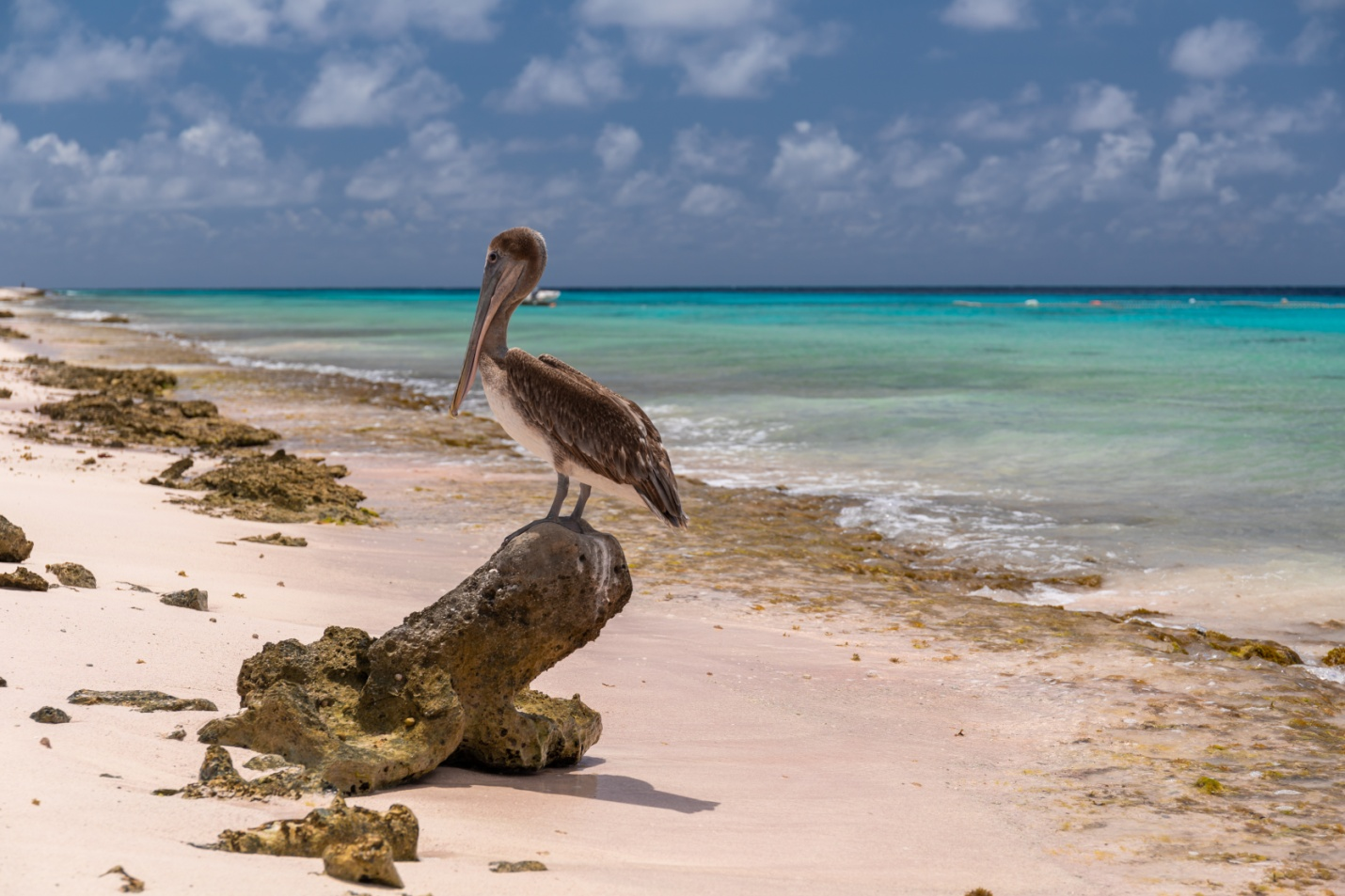 a Pelican sitting on top of a tree bark on a beach