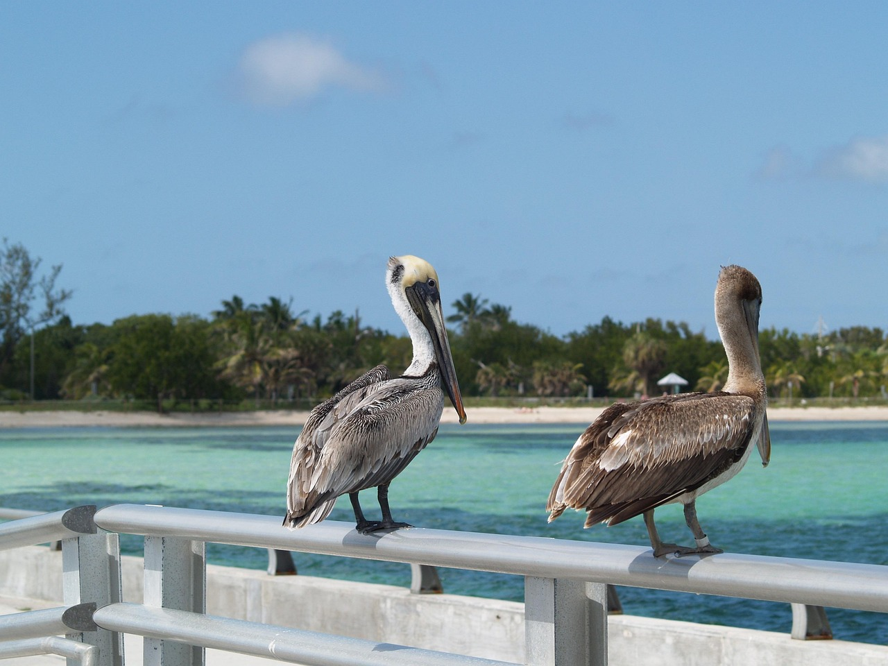 Two Pelicans on a pier in the morning
