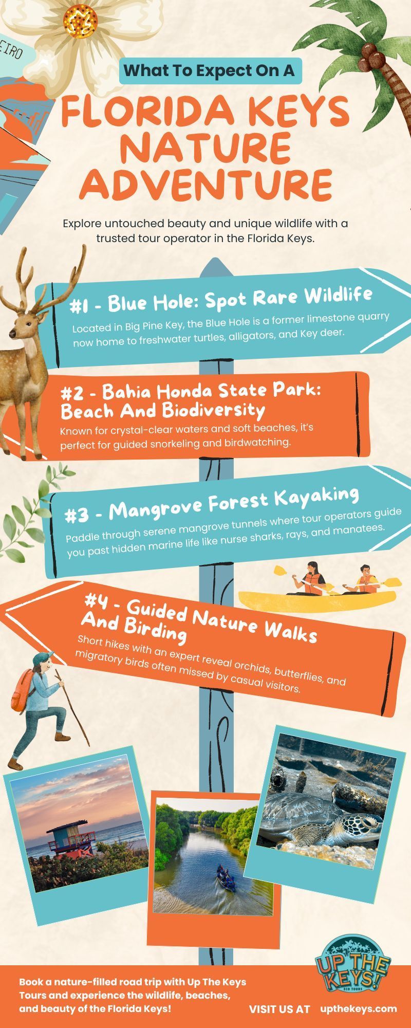 Infographic about a Florida Keys nature adventure featuring wildlife spotting, beaches, kayaking, and guided walks, promoting Up The Keys Eco Tours.