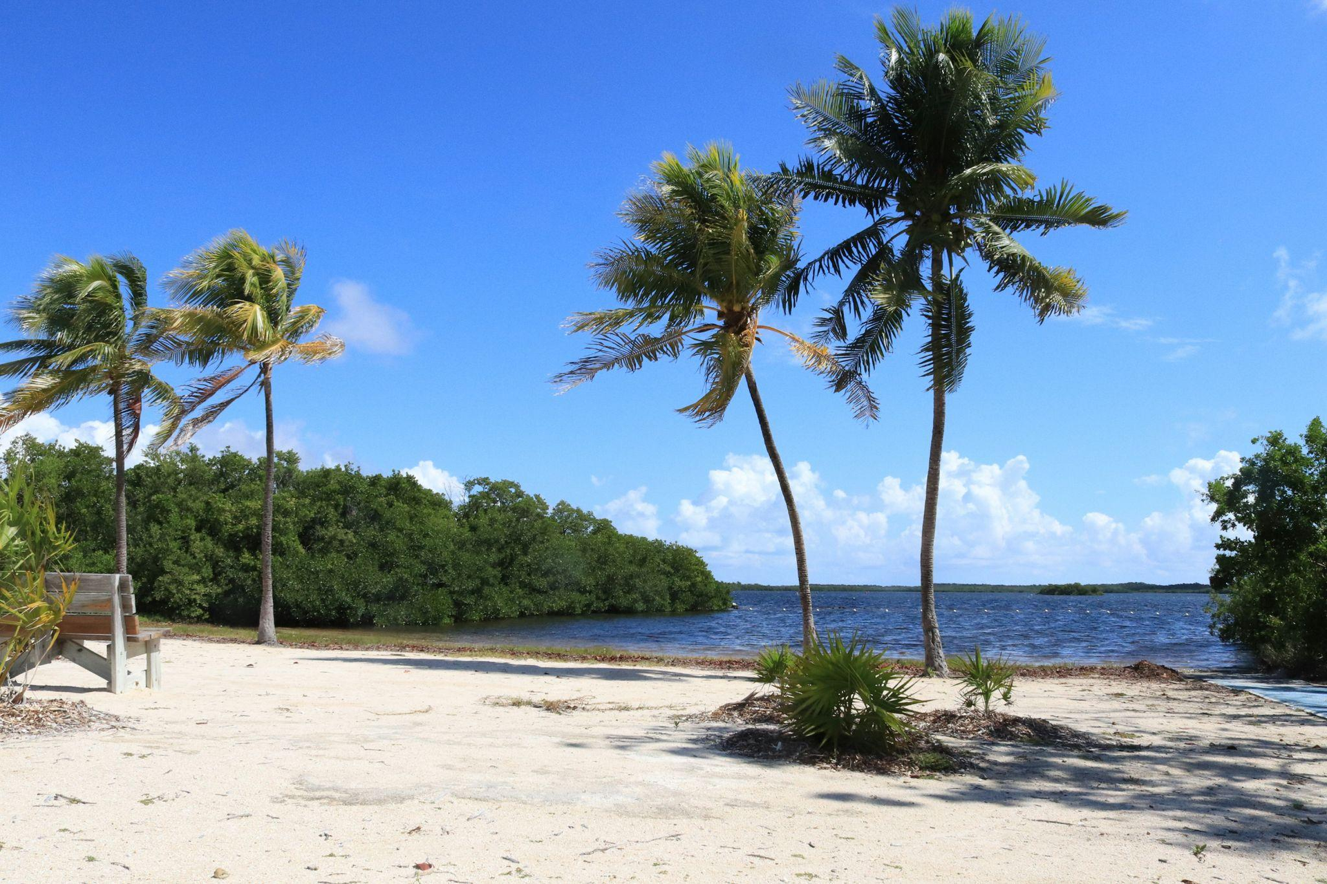 sea shore at daytime with palm trees and mangroves