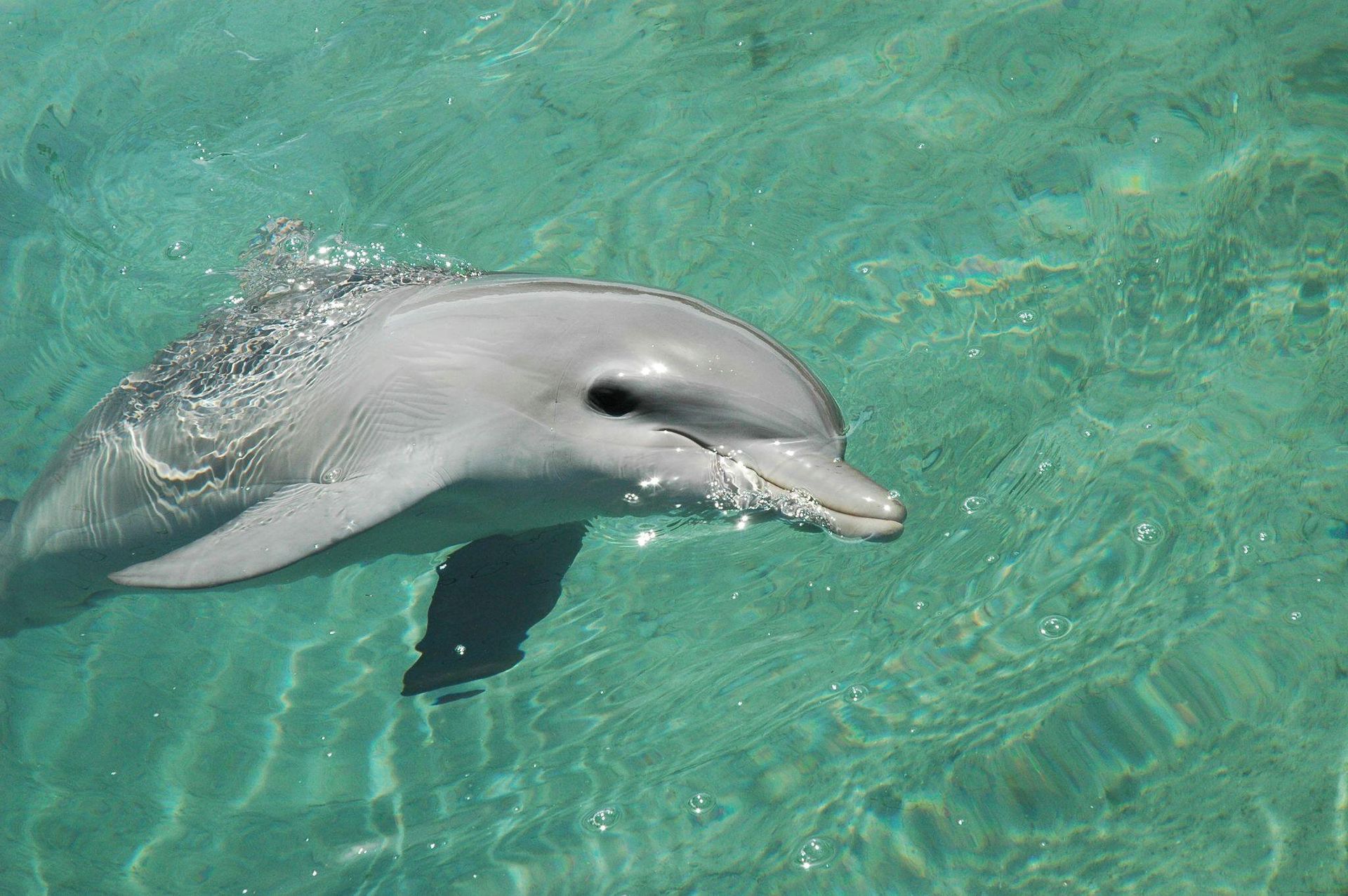 a dolphin on the surface of clear blue water