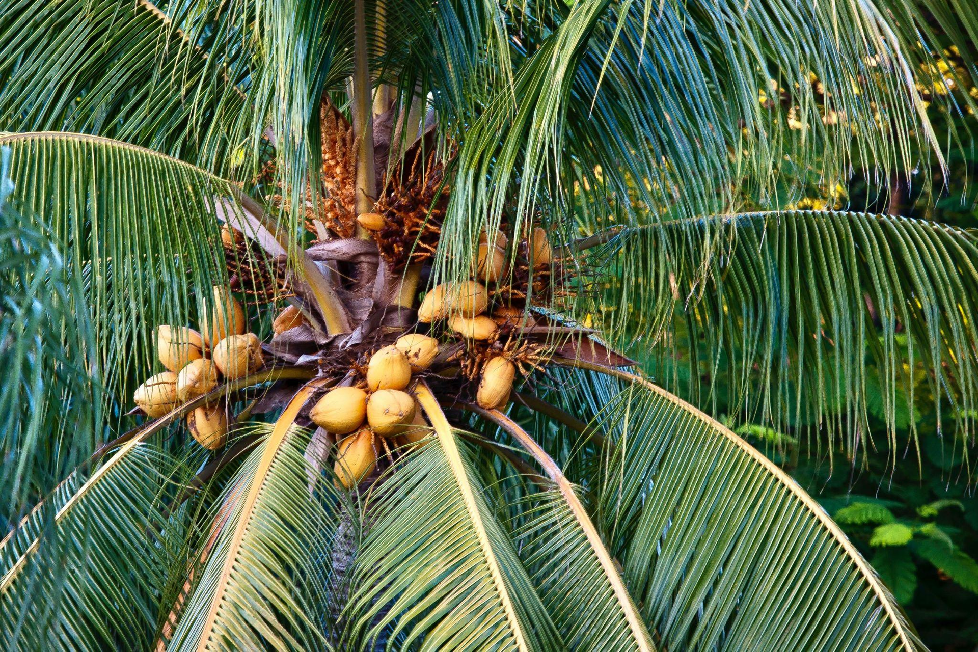 Tropical fruit farms in Marathon showcase local agriculture and sustainable practices