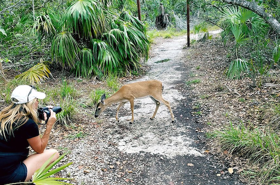 Blue Hole Key Deer