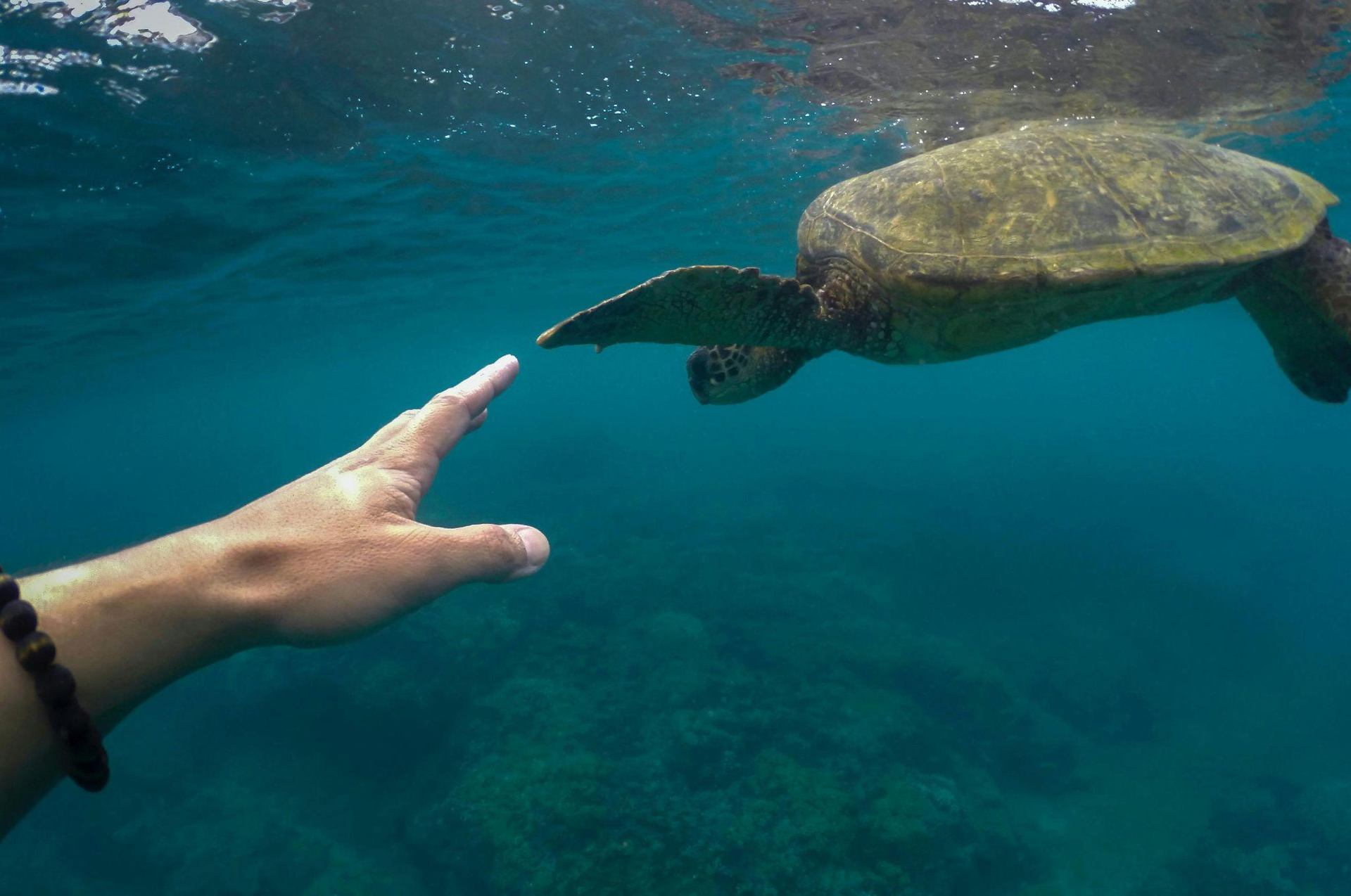 A person reaching out to a sea turtle with their hand