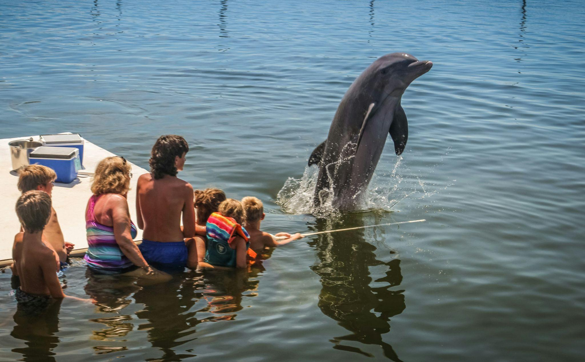 a group of people interacting with a dolphin