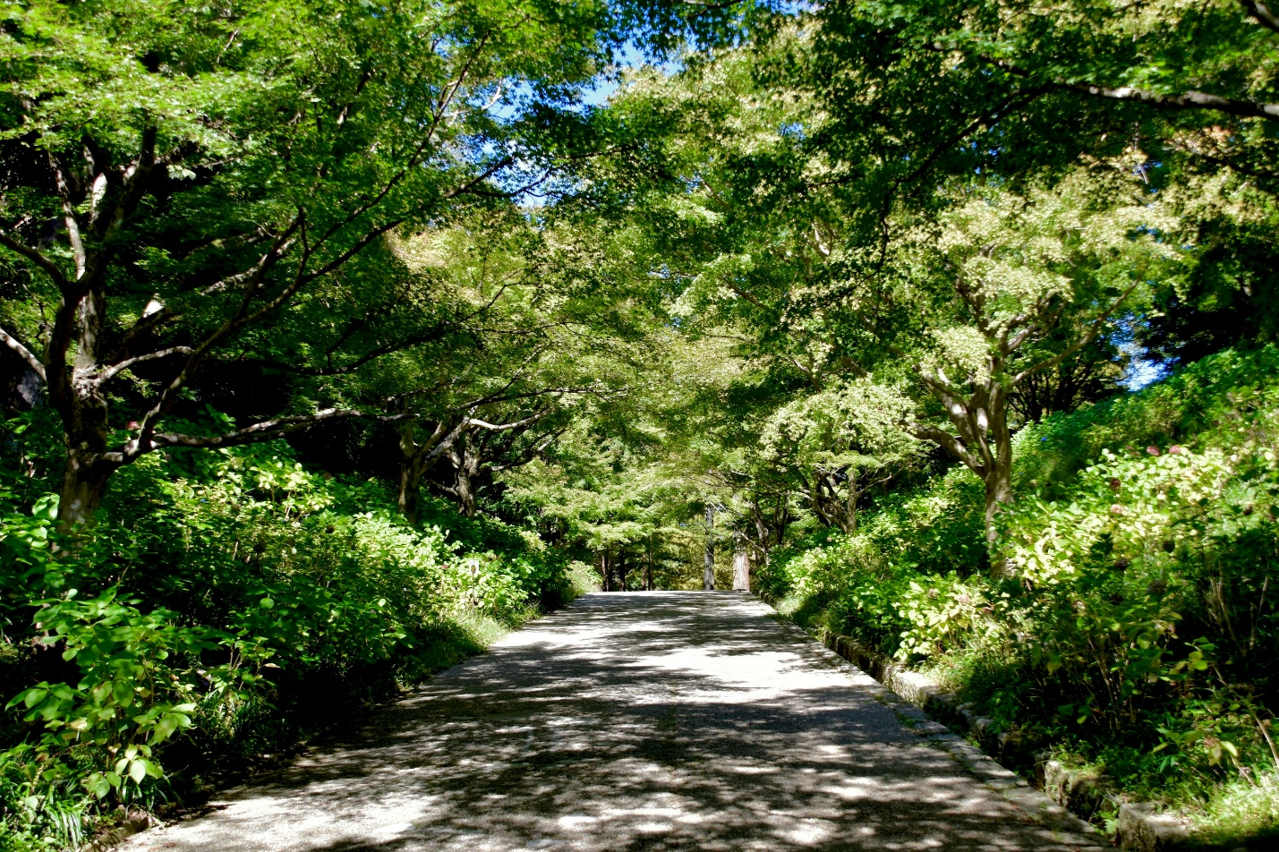 A path in a park