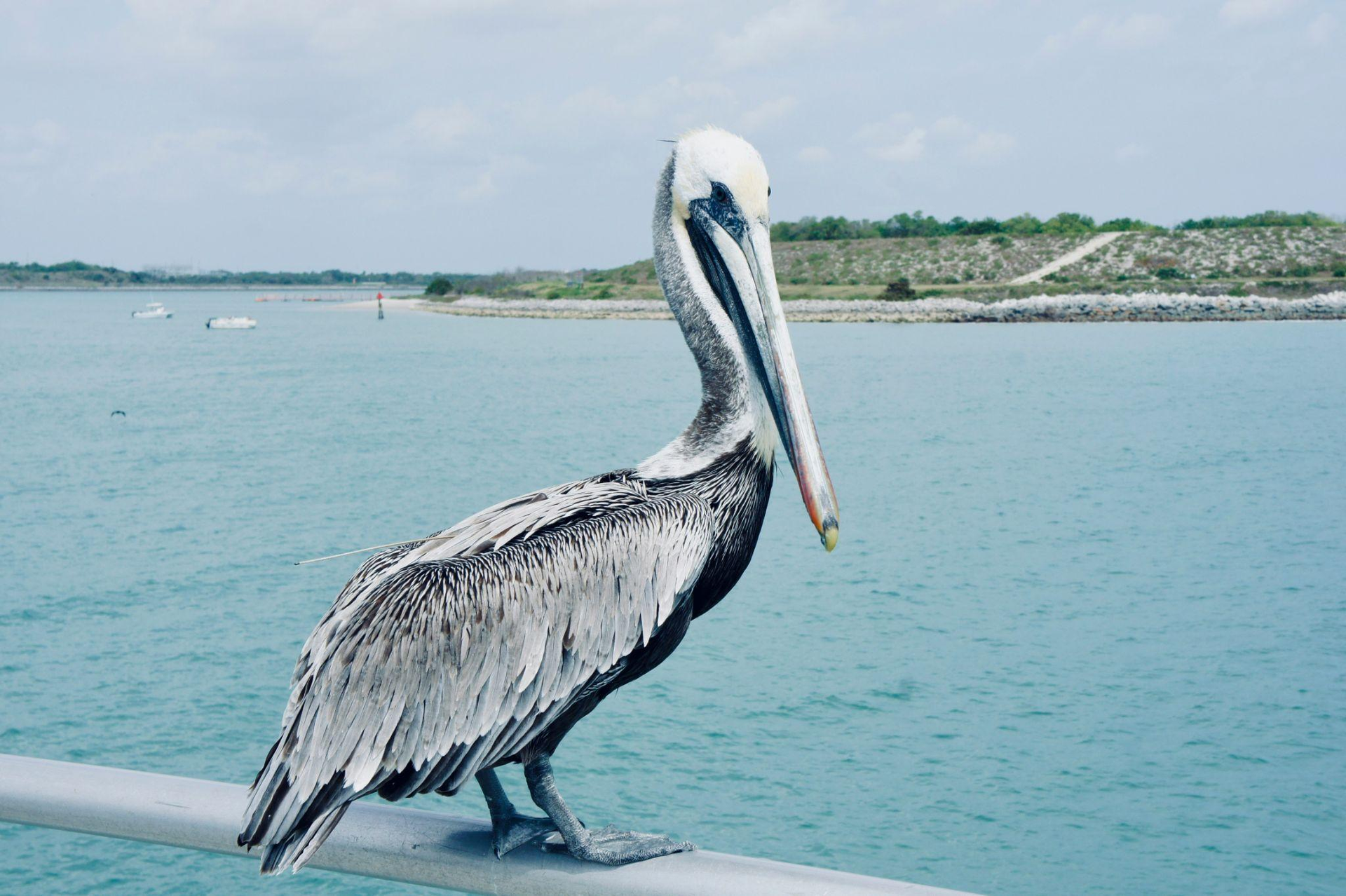 a pelican sitting on a pole with an ocean in the background