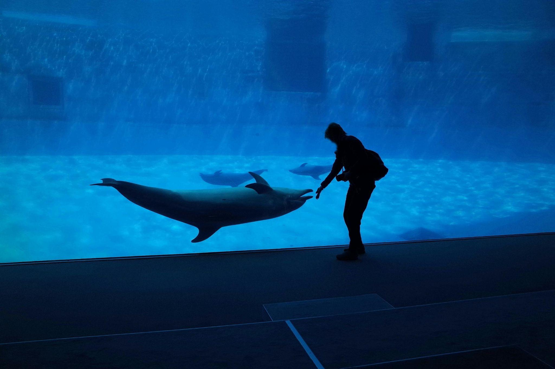person playing with dolphins in an aquarium