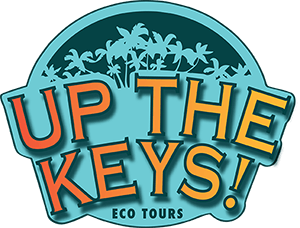 driving tour of florida keys