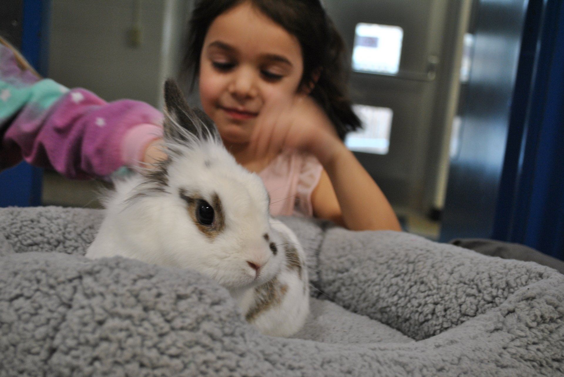 chicago kid party dj little girl with white dwarf rabbit