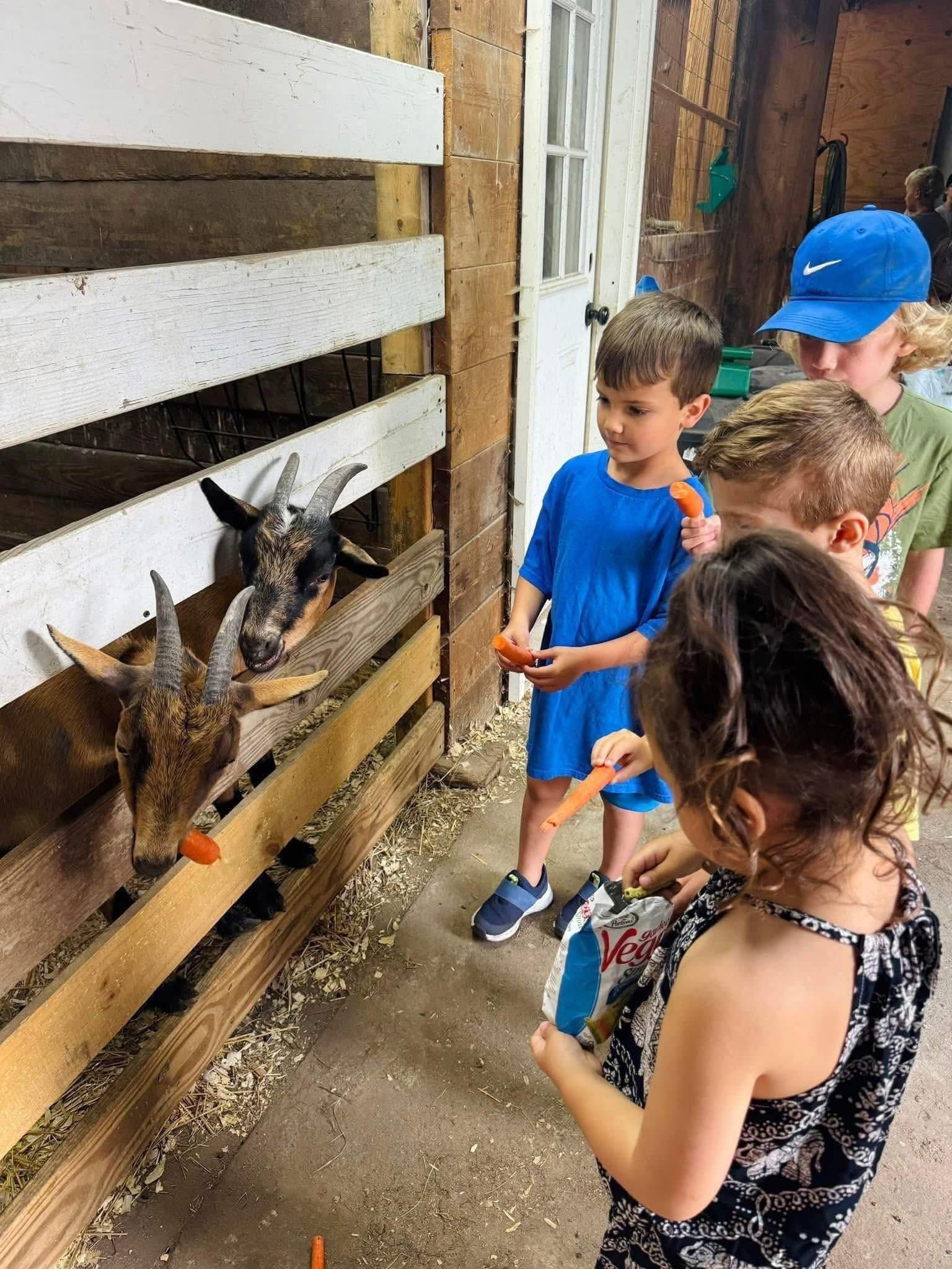 Children feeding carrots to goats at a farm.