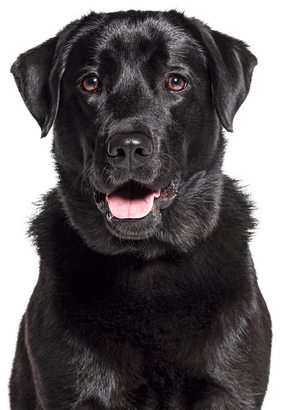 black lab dog with mouth open