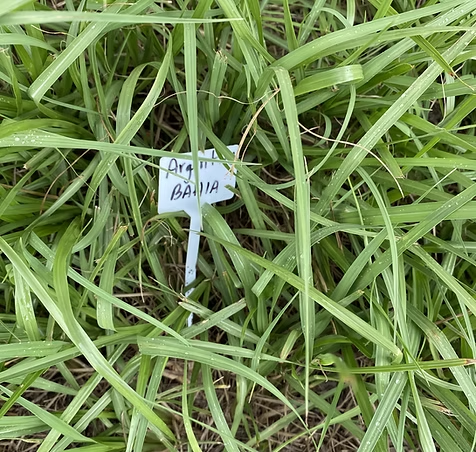 Green grass with a white plant tag labeled 