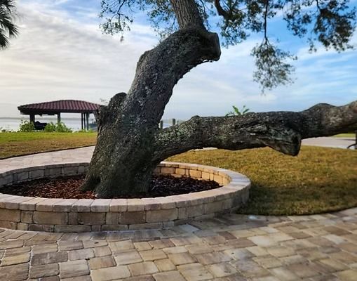 Large tree with a wide, low-hanging branch, surrounded by a brick-lined bed, near a waterfront.