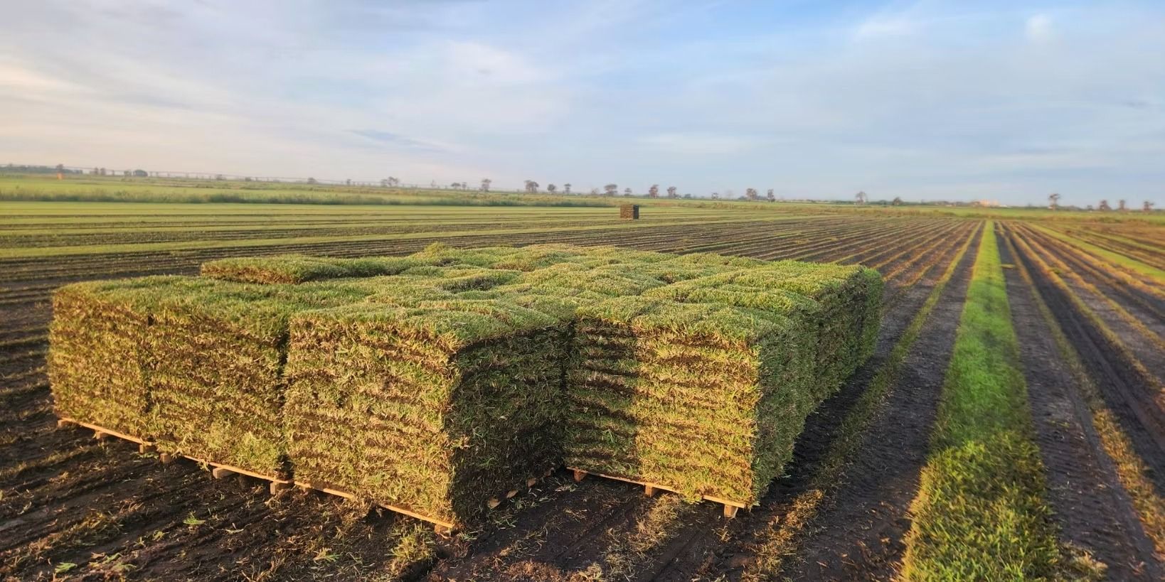 Hay bales stacked in a field, with rows of crops in the background under a blue sky.