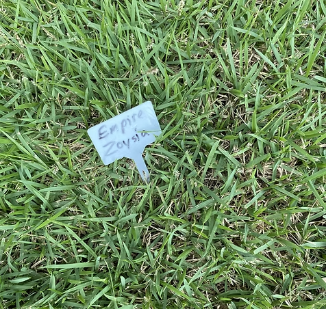 Green Empire Zoysia grass with a white label in the middle.