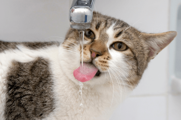 a pet cat drinking clean tap water