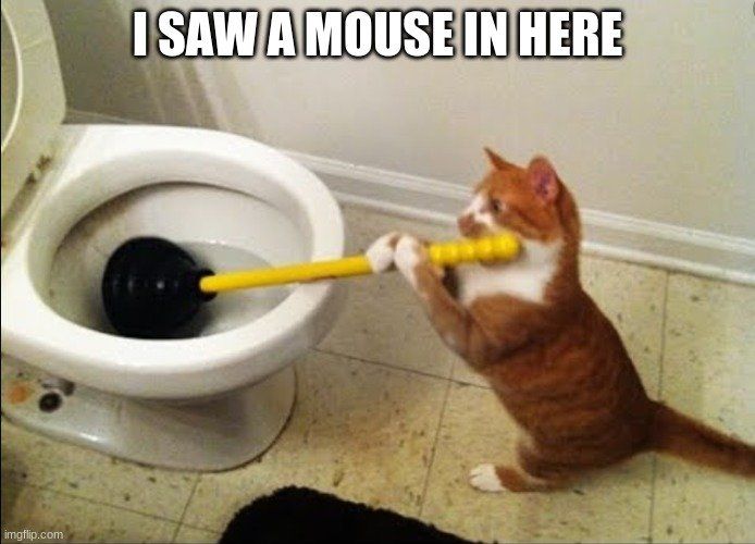 Cat and a plunger meme