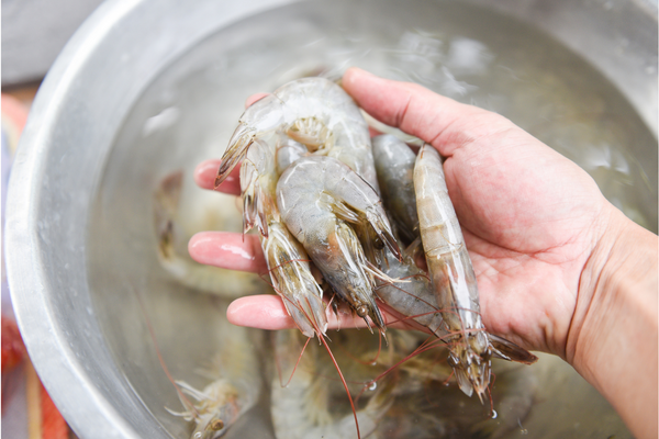 washing shrimps with a basin filled with water
