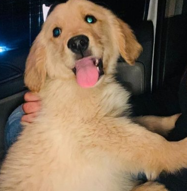 Una persona sostiene un cachorro en un automóvil con la lengua afuera.