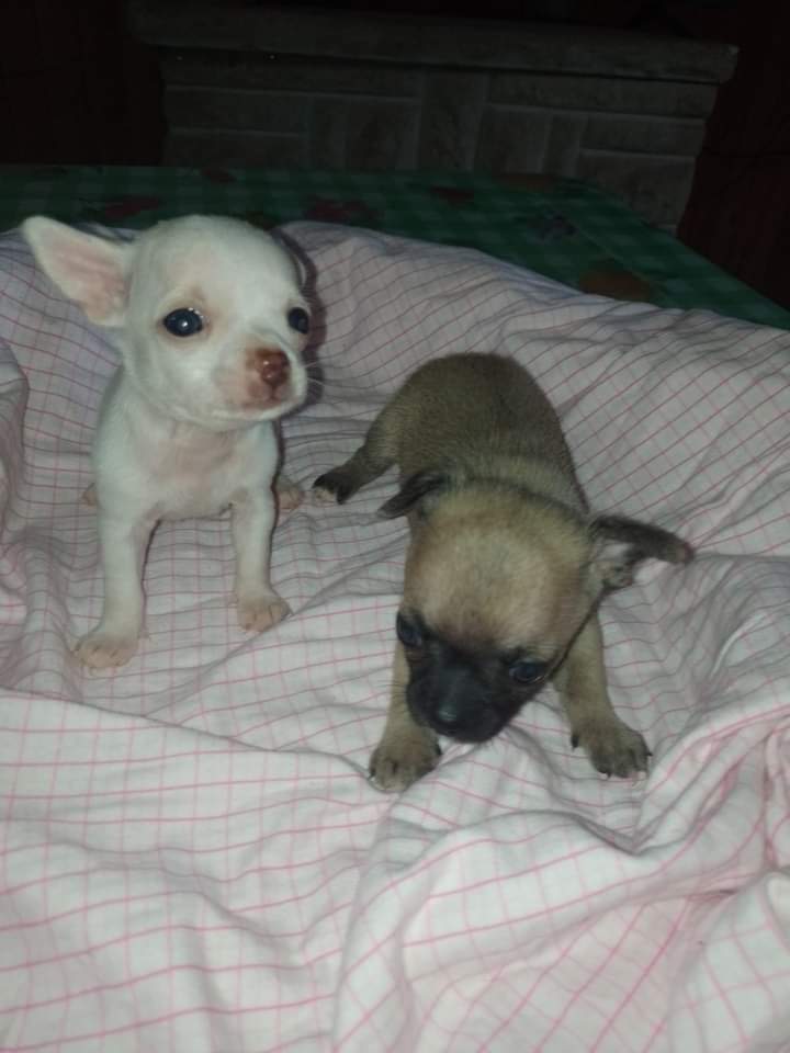 Dos pequeños cachorros están acostados en una cama.