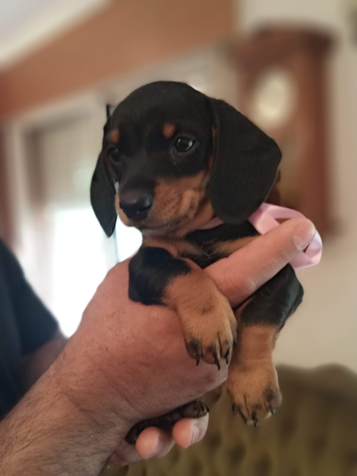 Una persona sostiene un cachorro de perro salchicha en su mano.