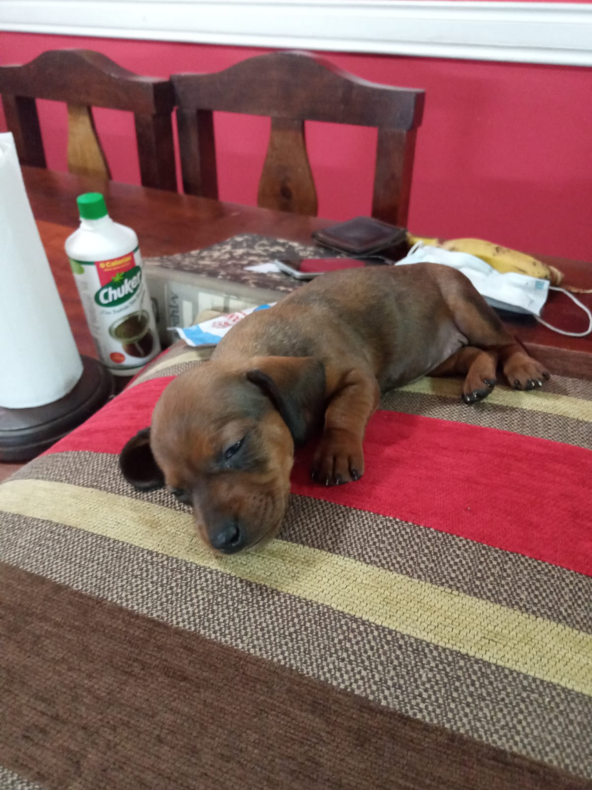 Un cachorro está durmiendo en una mesa junto a una botella de limpiador.