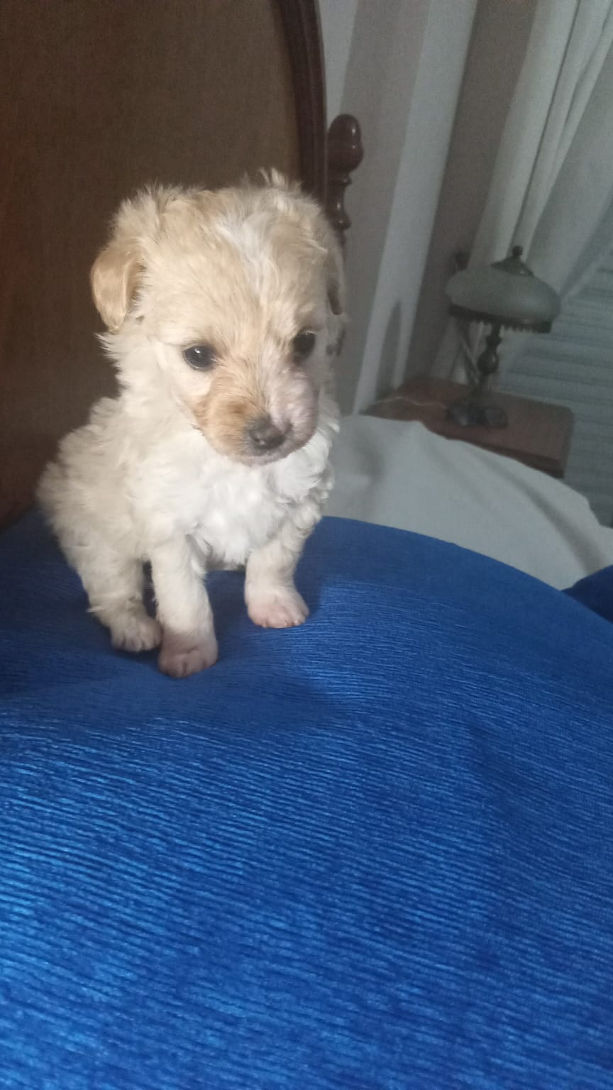Un pequeño cachorro de caniche blanco está sentado sobre una manta azul en una cama.