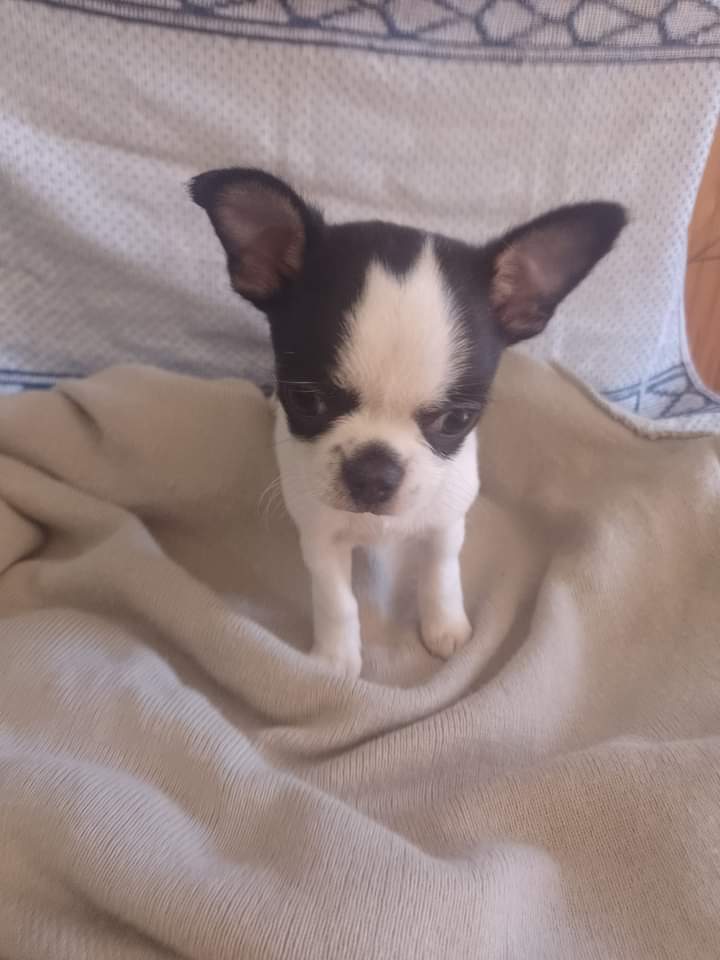 Un pequeño chihuahua blanco y negro está acostado sobre una manta.