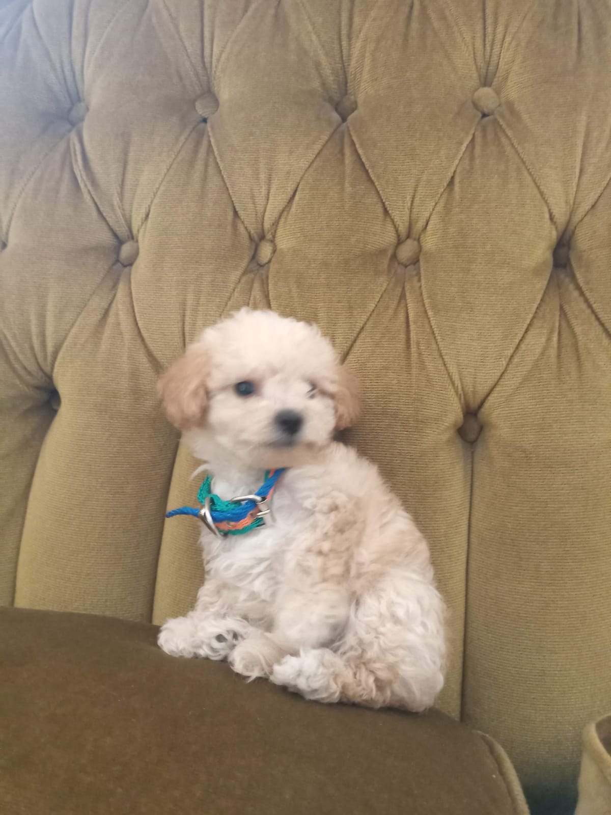 Un pequeño cachorro de caniche blanco está sentado en un sofá.