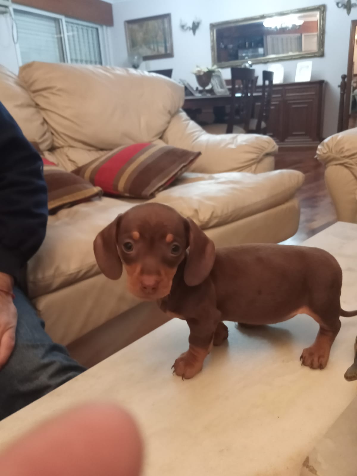 Un pequeño perro marrón está parado sobre una mesa en una sala de estar.