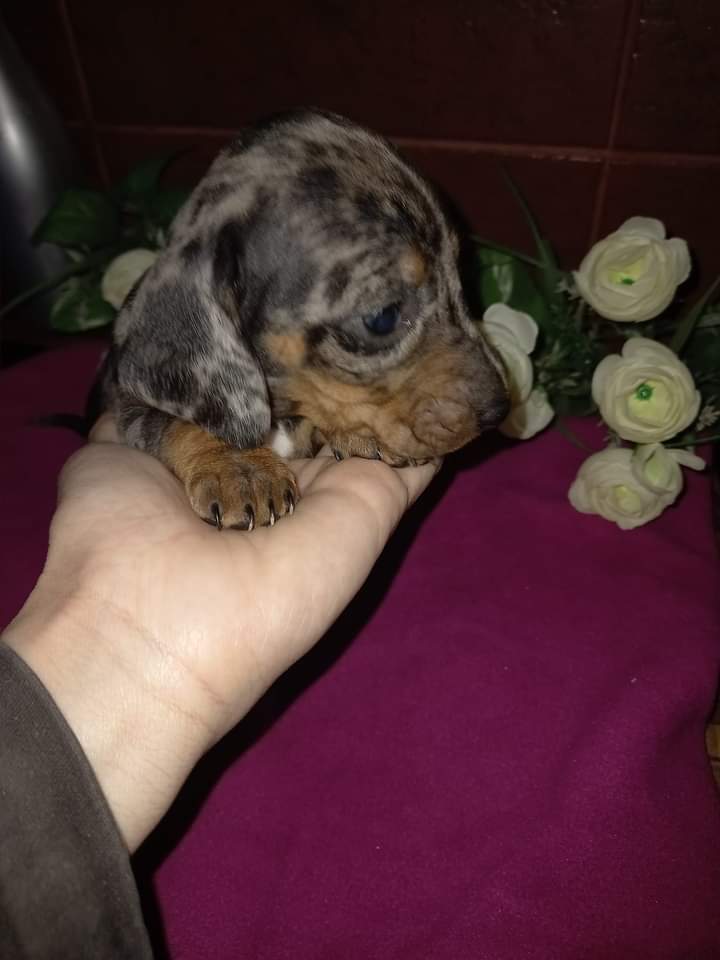 Una persona sostiene un pequeño cachorro en su mano.