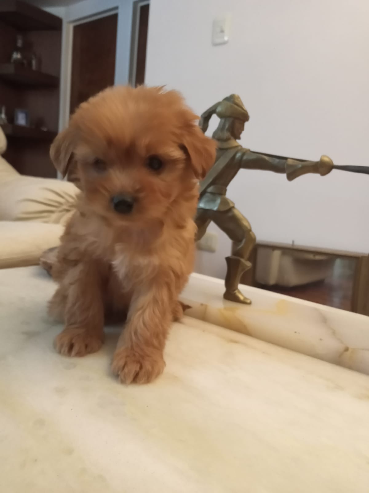 Un pequeño cachorro marrón está sentado en una mesa con una estatua al fondo.