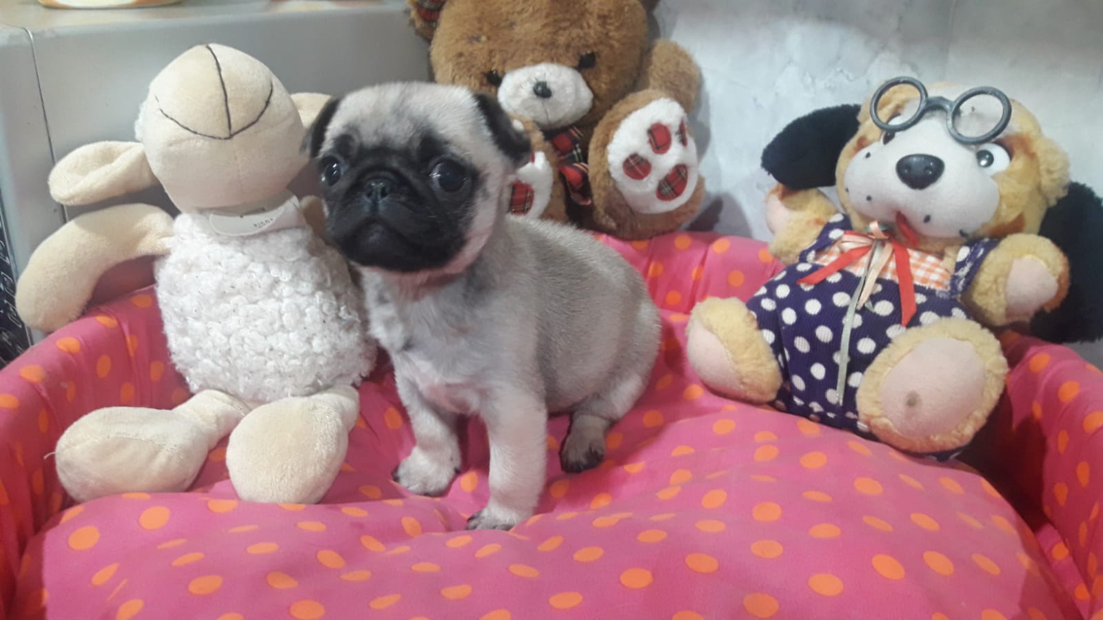 Un cachorro de pug está sentado en una cama al lado de animales de peluche.