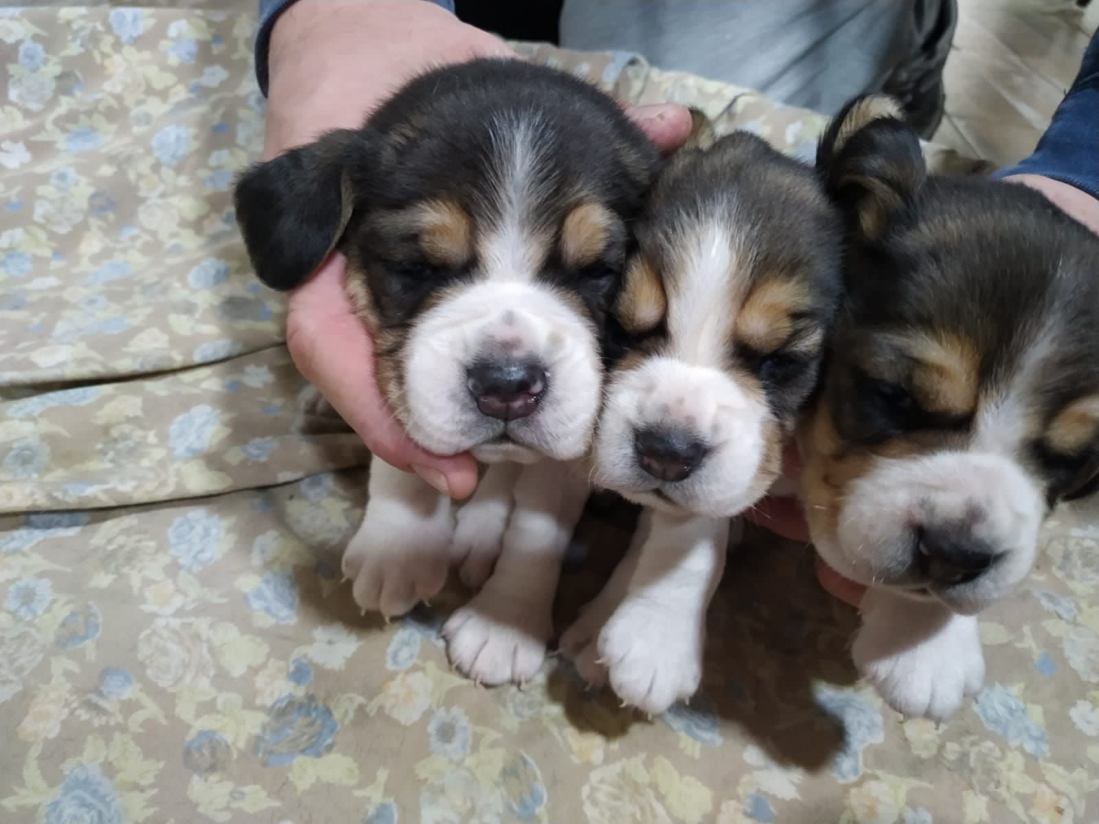 Una persona sostiene tres pequeños cachorros en sus manos.