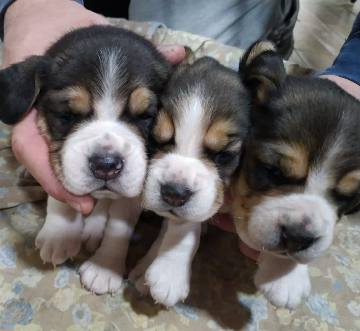 Tres cachorros están siendo sostenidos por una persona en una cama.