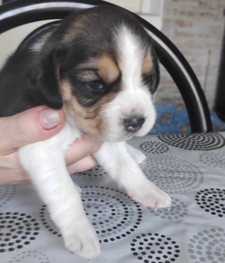 Una persona sostiene un pequeño cachorro marrón y blanco.