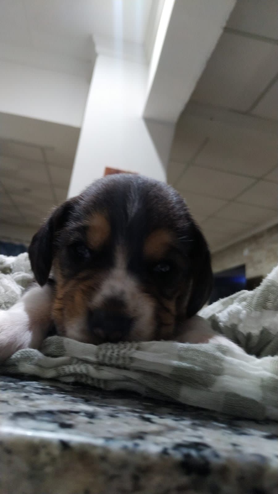 Un pequeño cachorro está acostado sobre una manta en un mostrador.