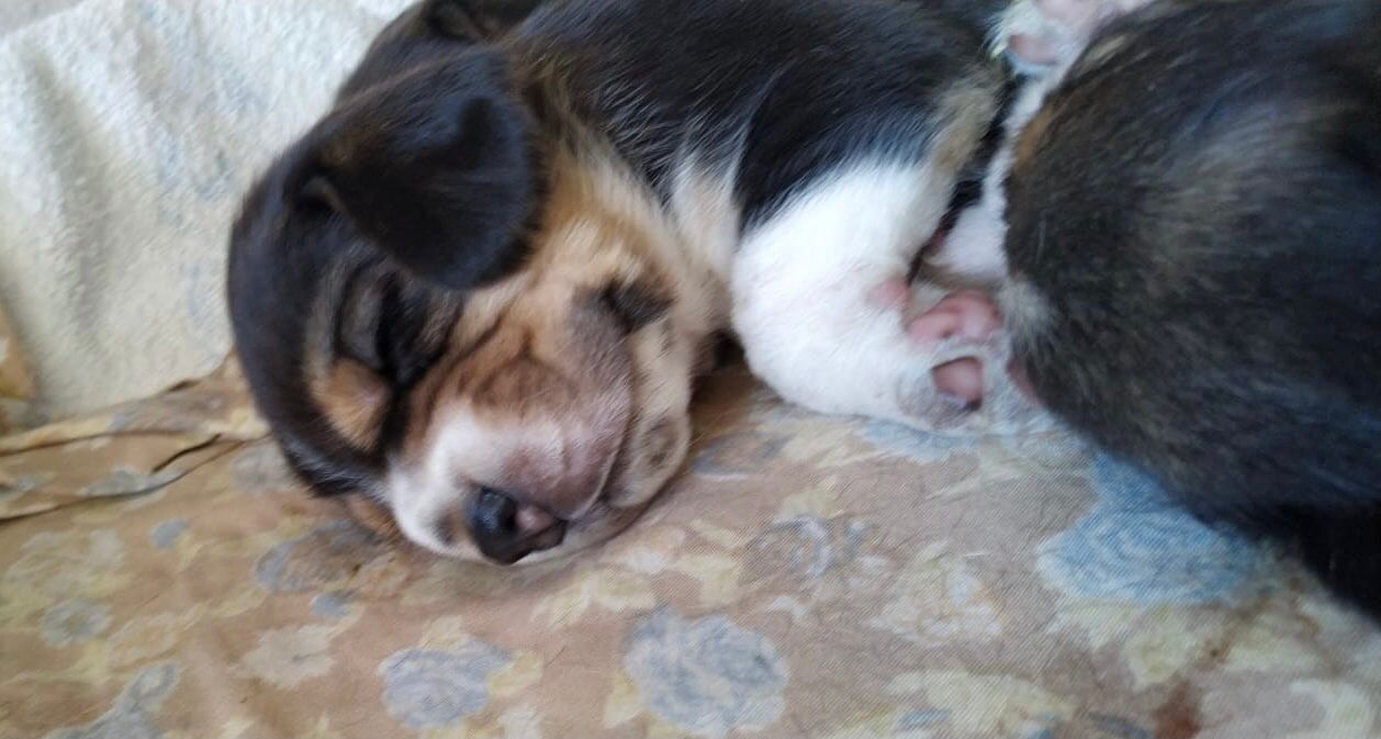 Dos cachorros duermen uno al lado del otro en una cama.