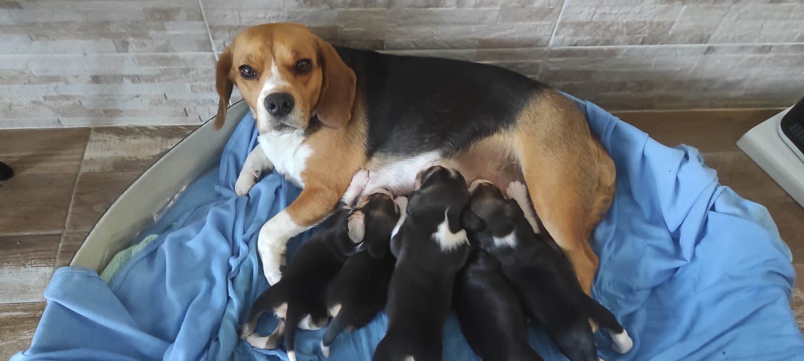 Una perra beagle está amamantando a sus cachorros en una canasta.