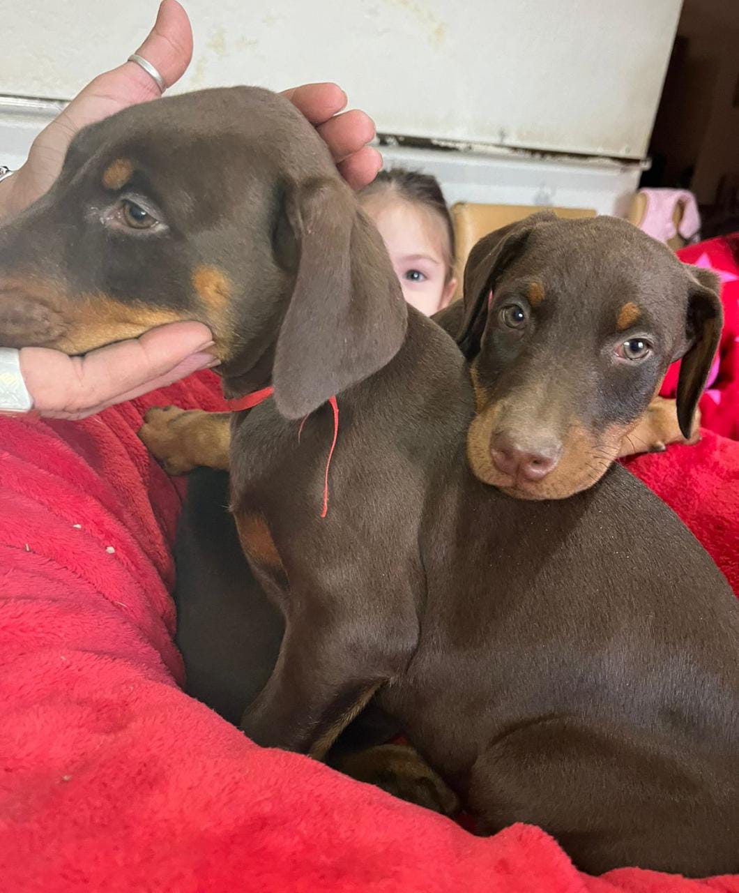 Una persona sostiene dos cachorros marrones sobre una manta roja.