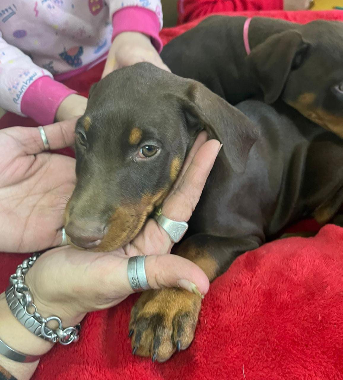 Un cachorro está acostado sobre una manta roja y es sostenido por dos personas.