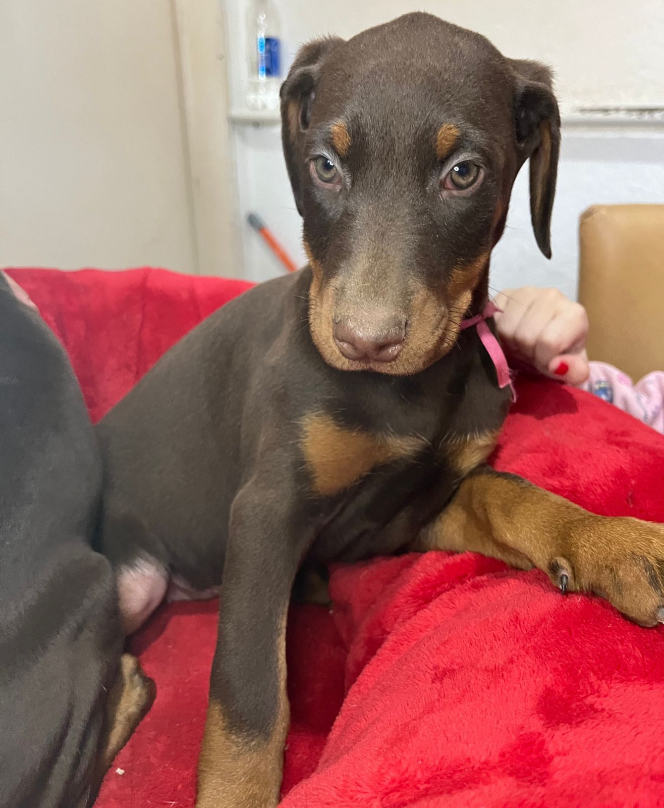 Un cachorro de doberman marrón y tostado está acostado sobre una manta roja.